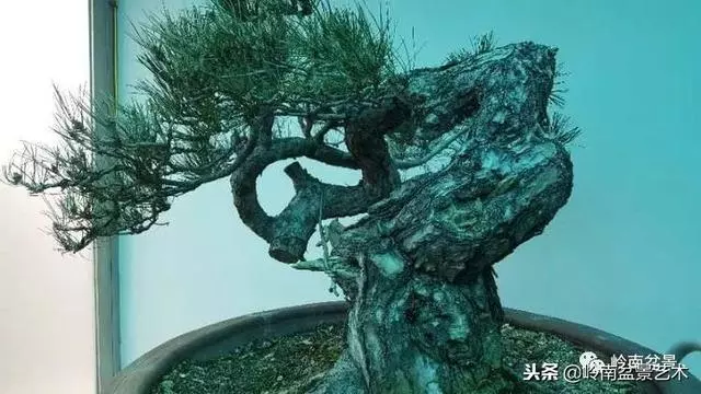 工匠精神與盆景藝術!!