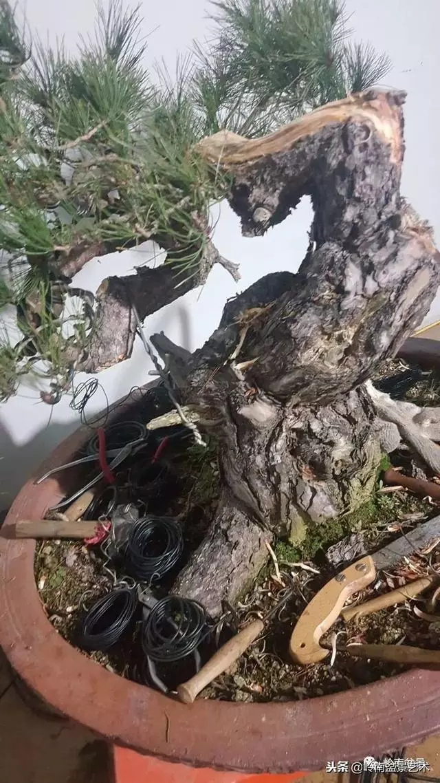 工匠精神與盆景藝術!!