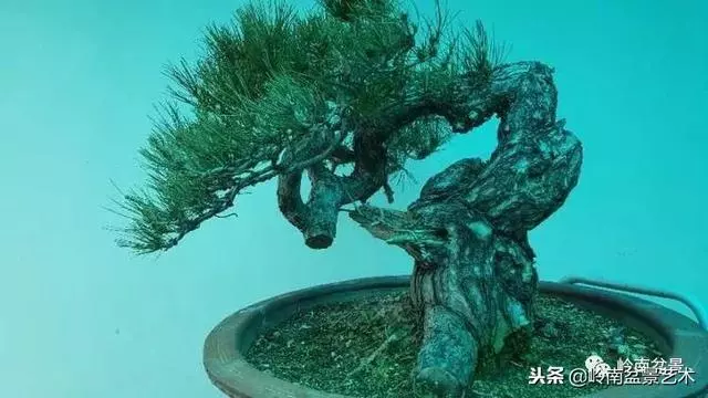 工匠精神與盆景藝術!!