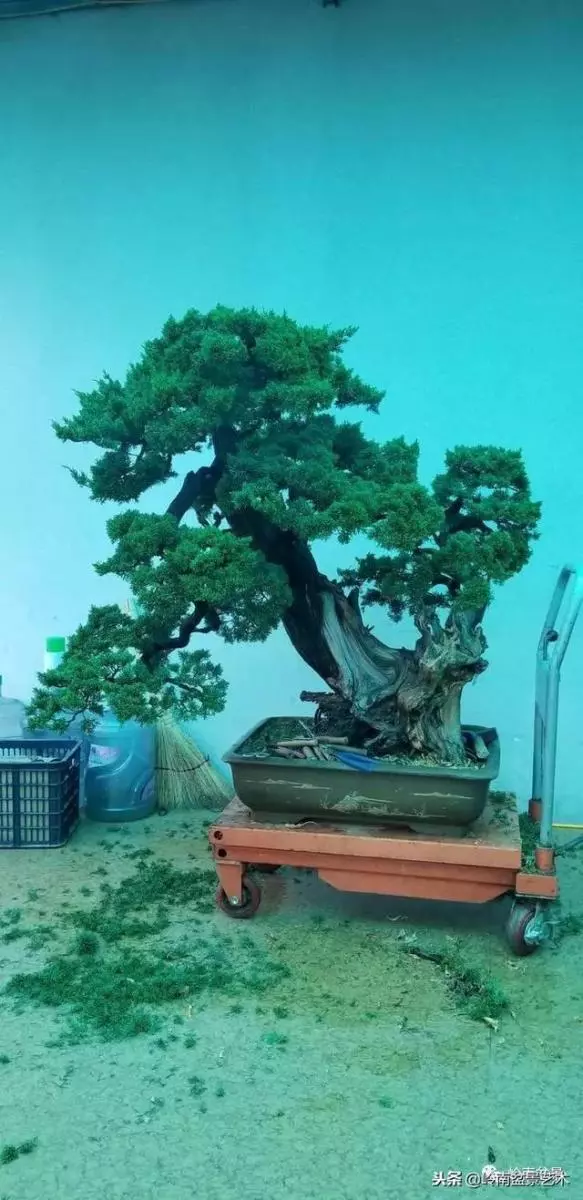 工匠精神與盆景藝術!!