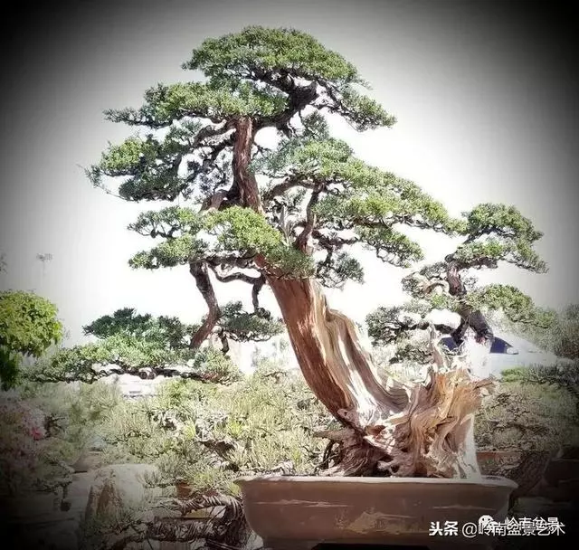 工匠精神與盆景藝術!!