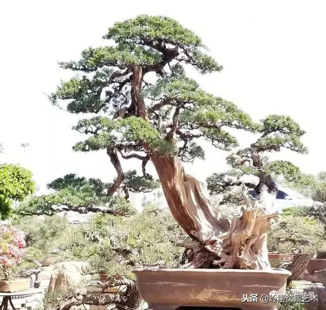 工匠精神與盆景藝術!!