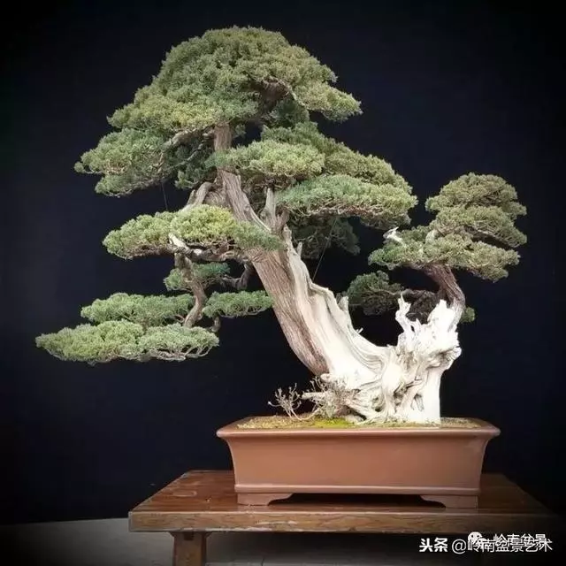 工匠精神與盆景藝術!!