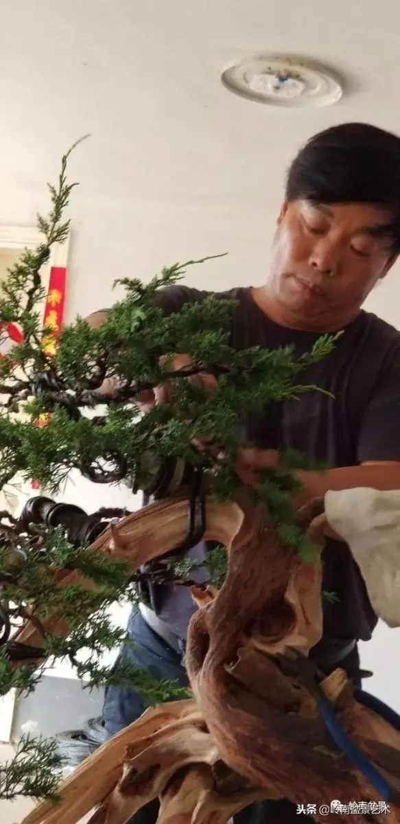 工匠精神與盆景藝術!!
