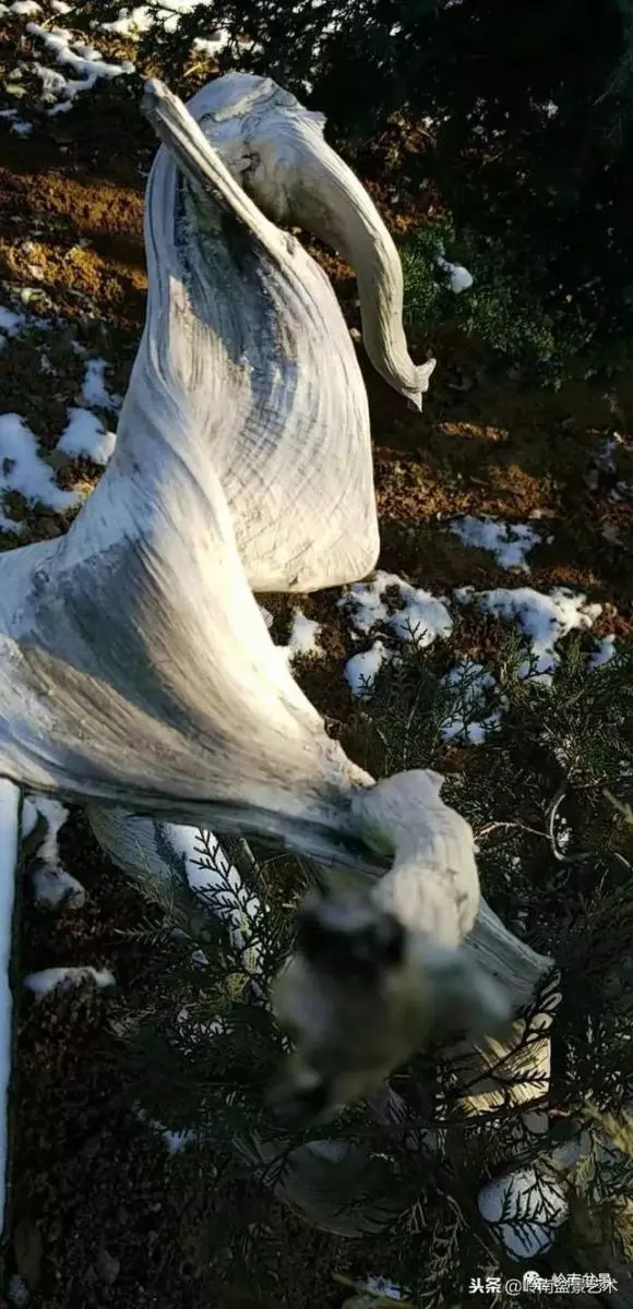 工匠精神與盆景藝術!!