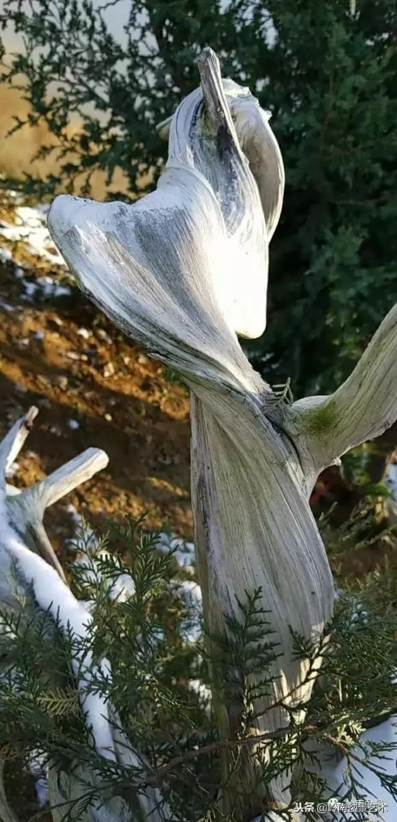 工匠精神與盆景藝術!!