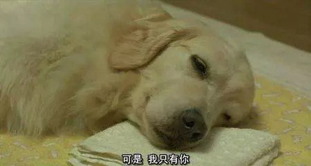 如果孩子處在3-12歲,請給他看看這4部電影,意義重大