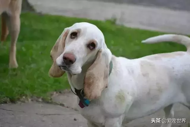 九大適合年輕人養的狗狗,你會選擇誰?