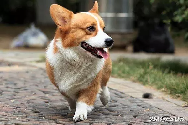 九大適合年輕人養的狗狗,你會選擇誰?