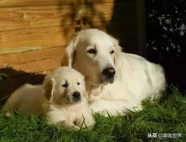 九大適合年輕人養的狗狗,你會選擇誰?
