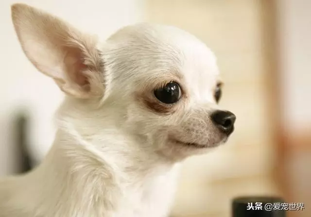 九大適合年輕人養的狗狗,你會選擇誰?