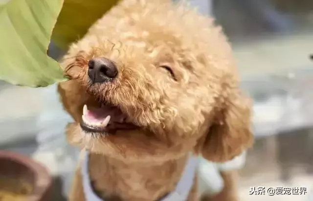 九大適合年輕人養的狗狗,你會選擇誰?