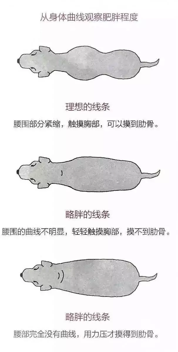 給狗減肥真有那麼難?其實是你的方法錯了!