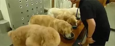給狗減肥真有那麼難?其實是你的方法錯了!