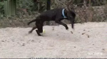 12件狗狗最討厭你做的事