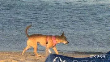 12件狗狗最討厭你做的事