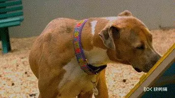 12件狗狗最討厭你做的事