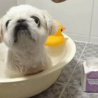 12件狗狗最討厭你做的事