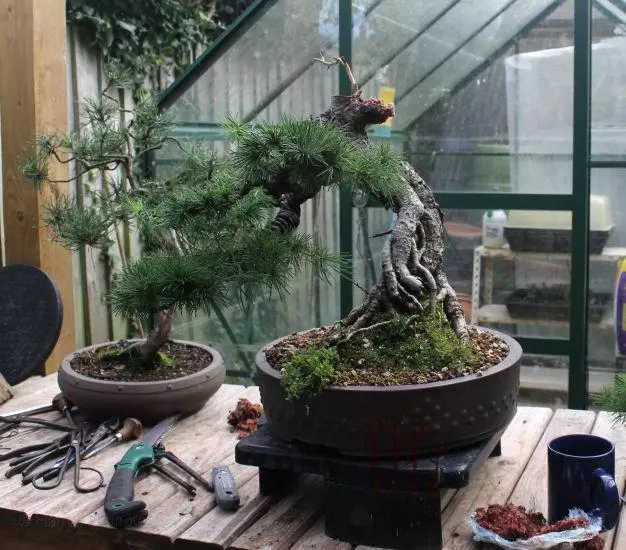 高幹提根落葉松的分身術,盆景還能這樣玩