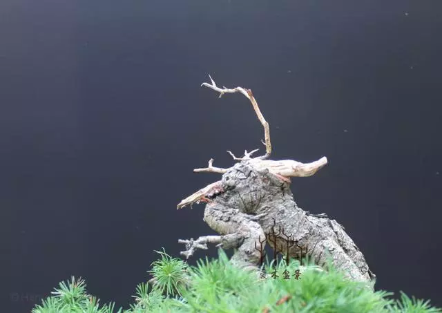 高幹提根落葉松的分身術,盆景還能這樣玩