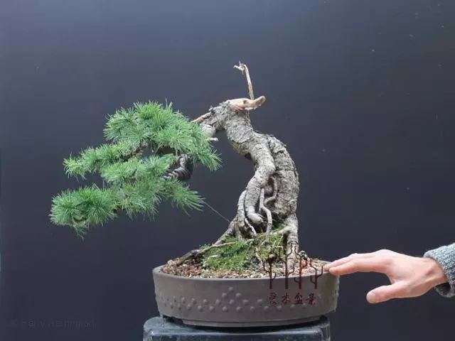 高幹提根落葉松的分身術,盆景還能這樣玩