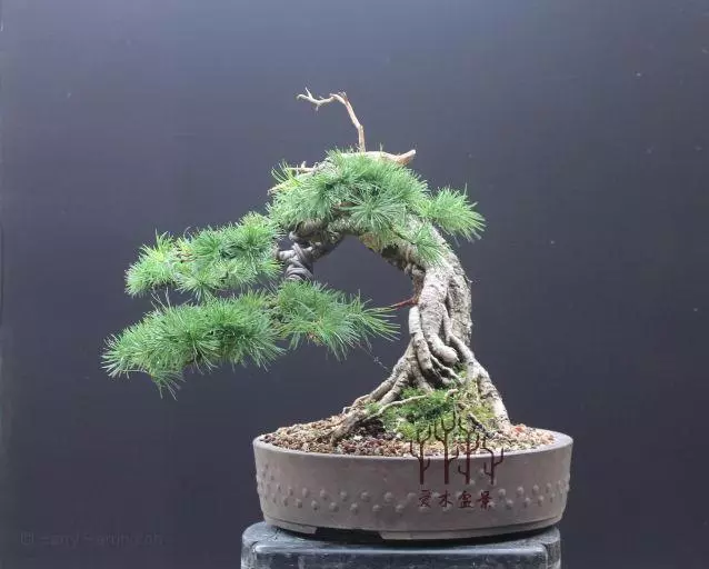 高幹提根落葉松的分身術,盆景還能這樣玩