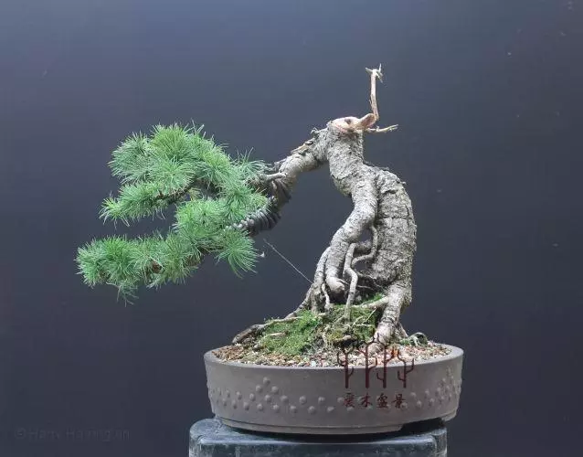 高幹提根落葉松的分身術,盆景還能這樣玩