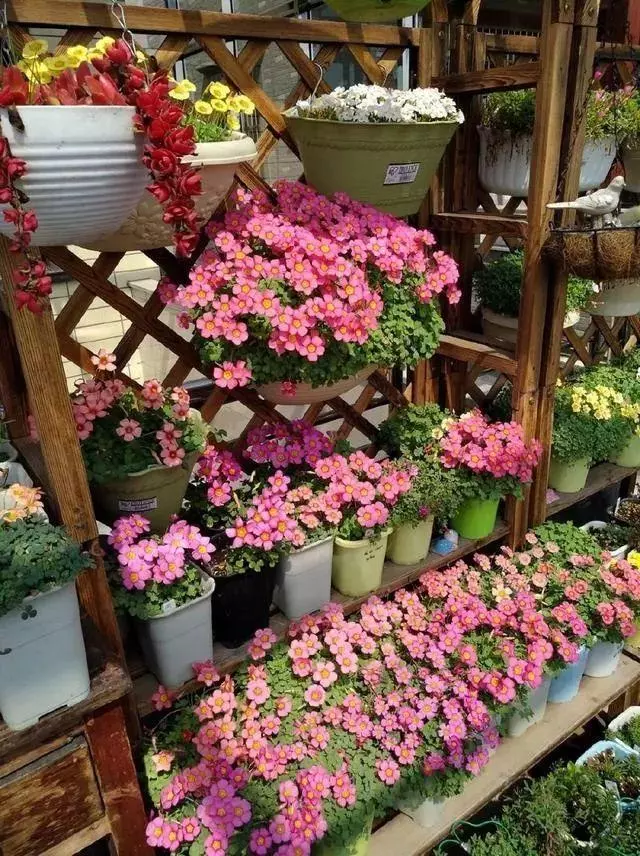 姑娘在家建「花園」,多肉月季排排放,引來鎮長參觀!