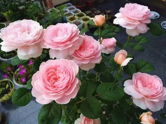 姑娘在家建「花園」,多肉月季排排放,引來鎮長參觀!