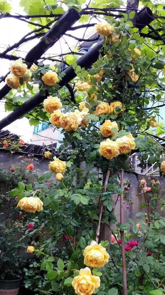 姑娘在家建「花園」,多肉月季排排放,引來鎮長參觀!