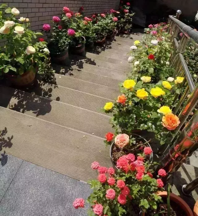 姑娘在家建「花園」,多肉月季排排放,引來鎮長參觀!