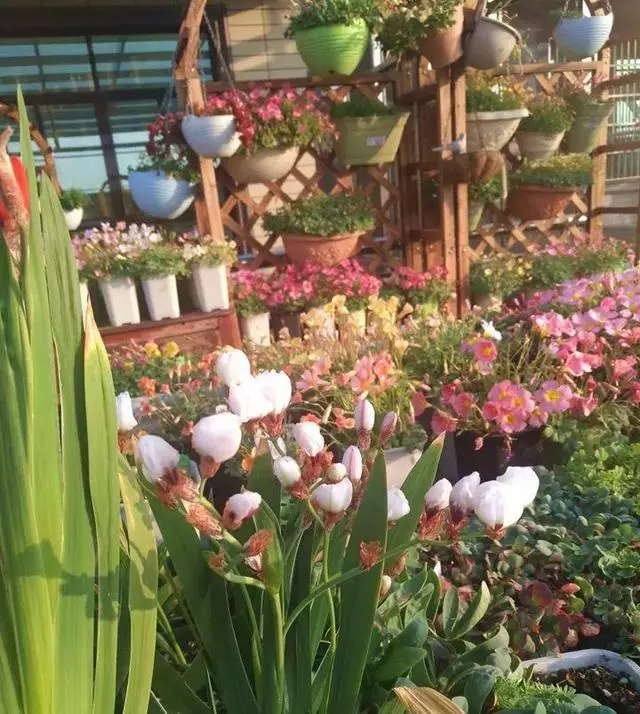 姑娘在家建「花園」,多肉月季排排放,引來鎮長參觀!