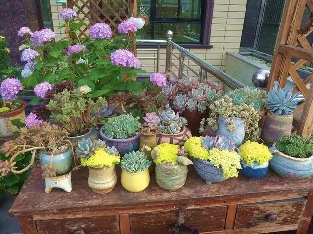 姑娘在家建「花園」,多肉月季排排放,引來鎮長參觀!
