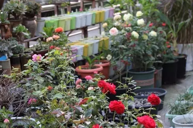 姑娘在家建「花園」,多肉月季排排放,引來鎮長參觀!