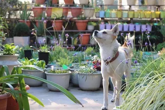 姑娘在家建「花園」,多肉月季排排放,引來鎮長參觀!