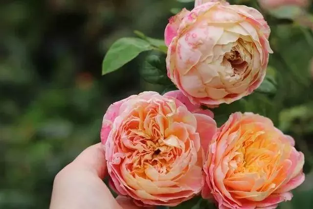 姑娘在家建「花園」,多肉月季排排放,引來鎮長參觀!