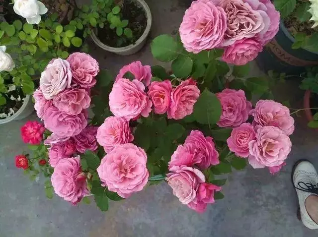 姑娘在家建「花園」,多肉月季排排放,引來鎮長參觀!