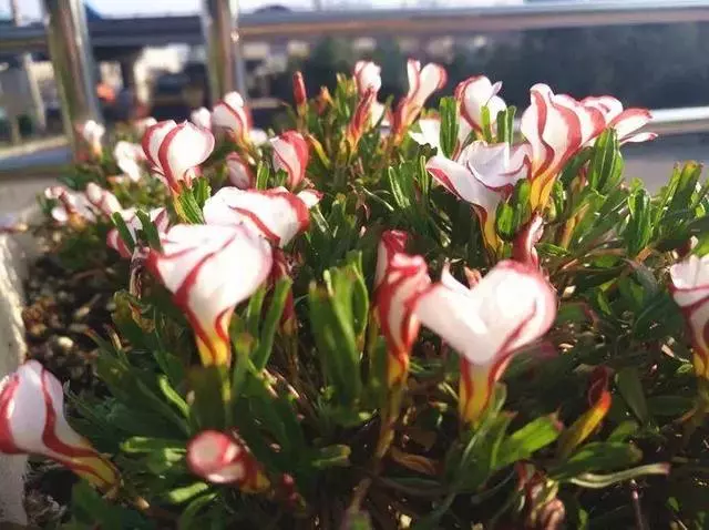 姑娘在家建「花園」,多肉月季排排放,引來鎮長參觀!