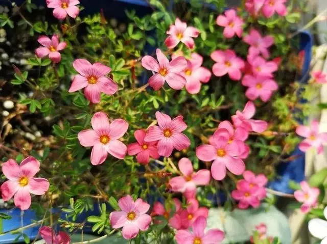 姑娘在家建「花園」,多肉月季排排放,引來鎮長參觀!