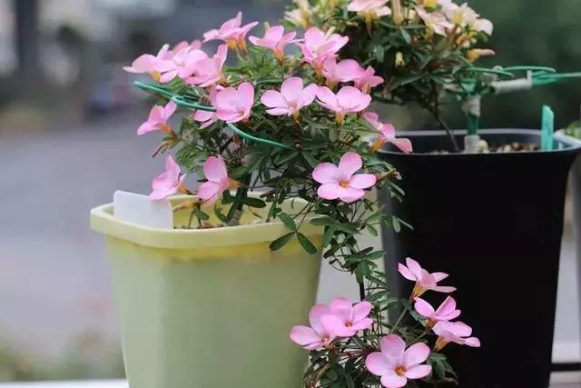 姑娘在家建「花園」,多肉月季排排放,引來鎮長參觀!