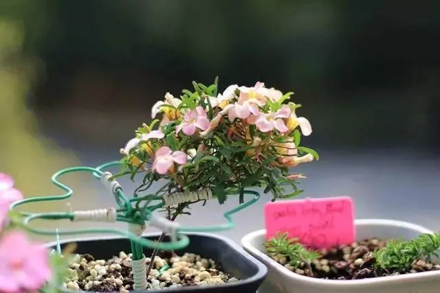 姑娘在家建「花園」,多肉月季排排放,引來鎮長參觀!