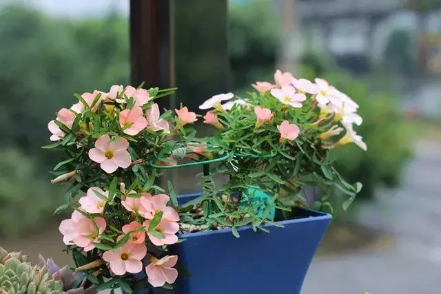 姑娘在家建「花園」,多肉月季排排放,引來鎮長參觀!