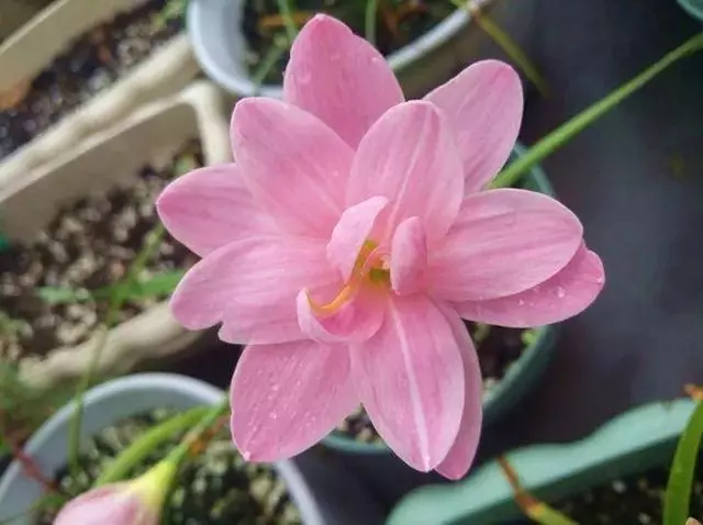 姑娘在家建「花園」,多肉月季排排放,引來鎮長參觀!