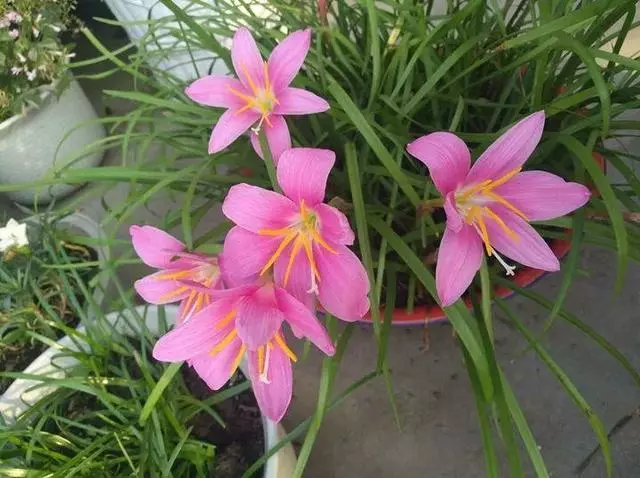 姑娘在家建「花園」,多肉月季排排放,引來鎮長參觀!