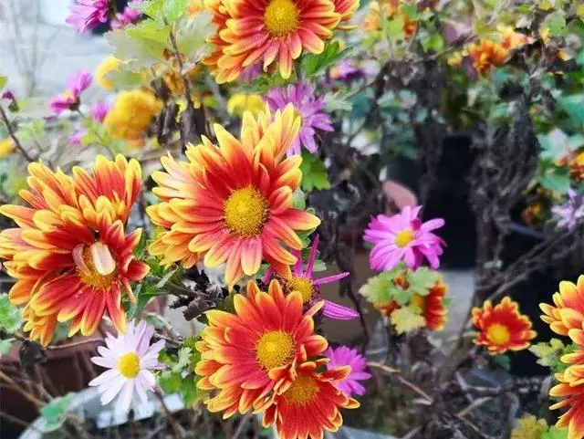 姑娘在家建「花園」,多肉月季排排放,引來鎮長參觀!