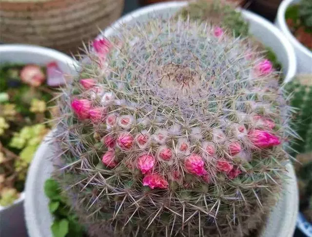 姑娘在家建「花園」,多肉月季排排放,引來鎮長參觀!