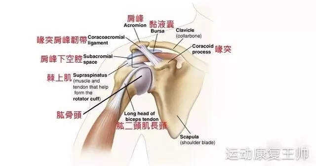 肩峰撞擊綜合徵,看康復師如何給你分析的透透的