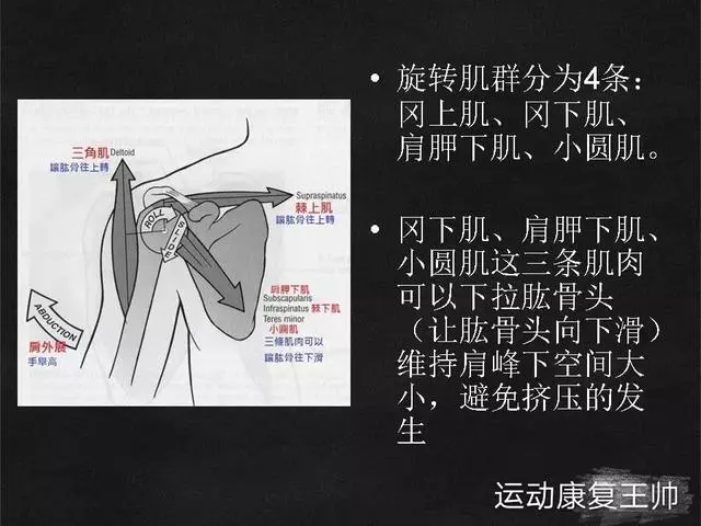 肩峰撞擊綜合徵,看康復師如何給你分析的透透的