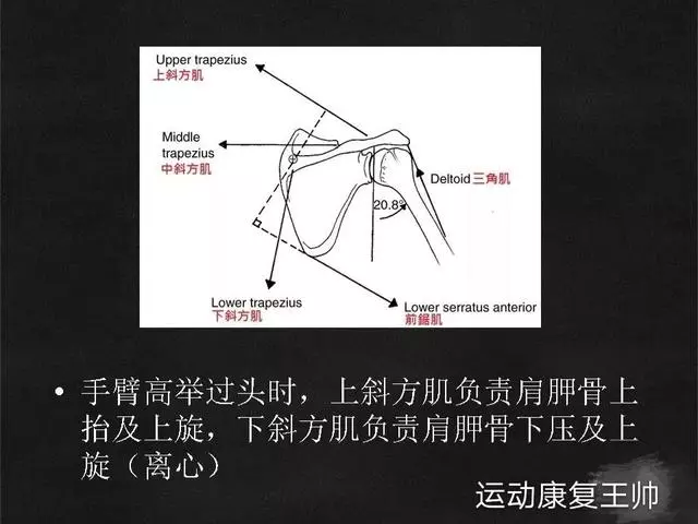 肩峰撞擊綜合徵,看康復師如何給你分析的透透的