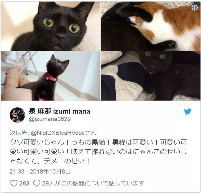 收留所70%都是黑貓!「自拍起來不可愛」讓棄養率暴增 IG卻意外變幫凶...